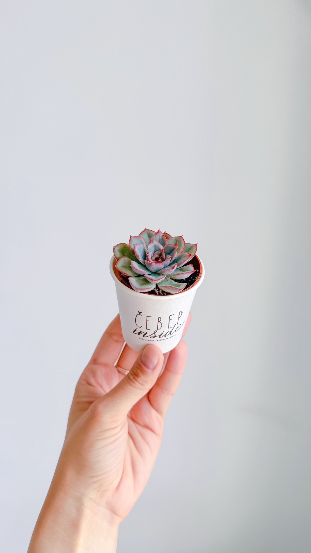 суккулент Эхеверия Мистери, 5см