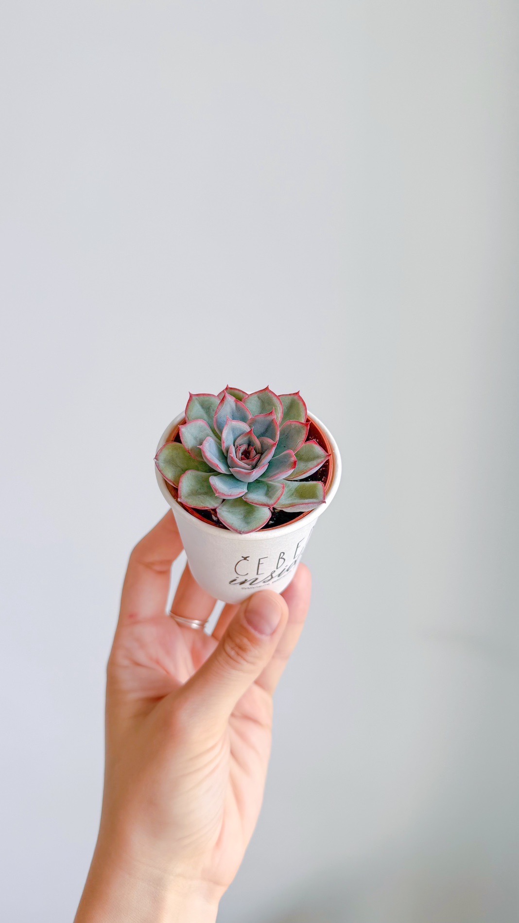 суккулент Эхеверия Мистери, 5см