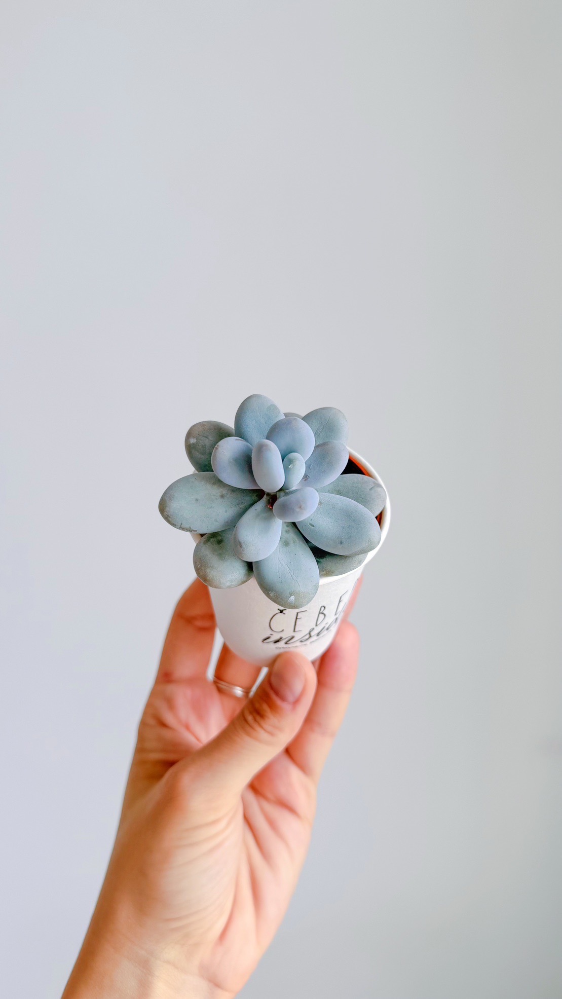 суккулент Пахифитум, 5см