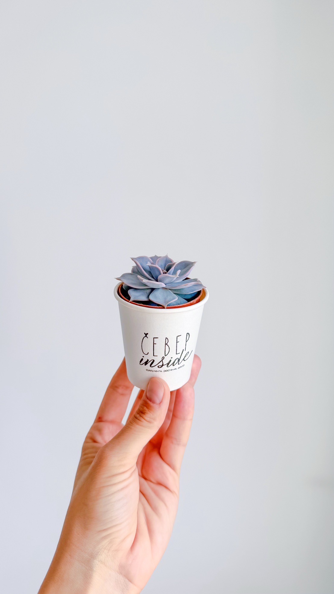 суккулент Эхеверия Лилацина 5см