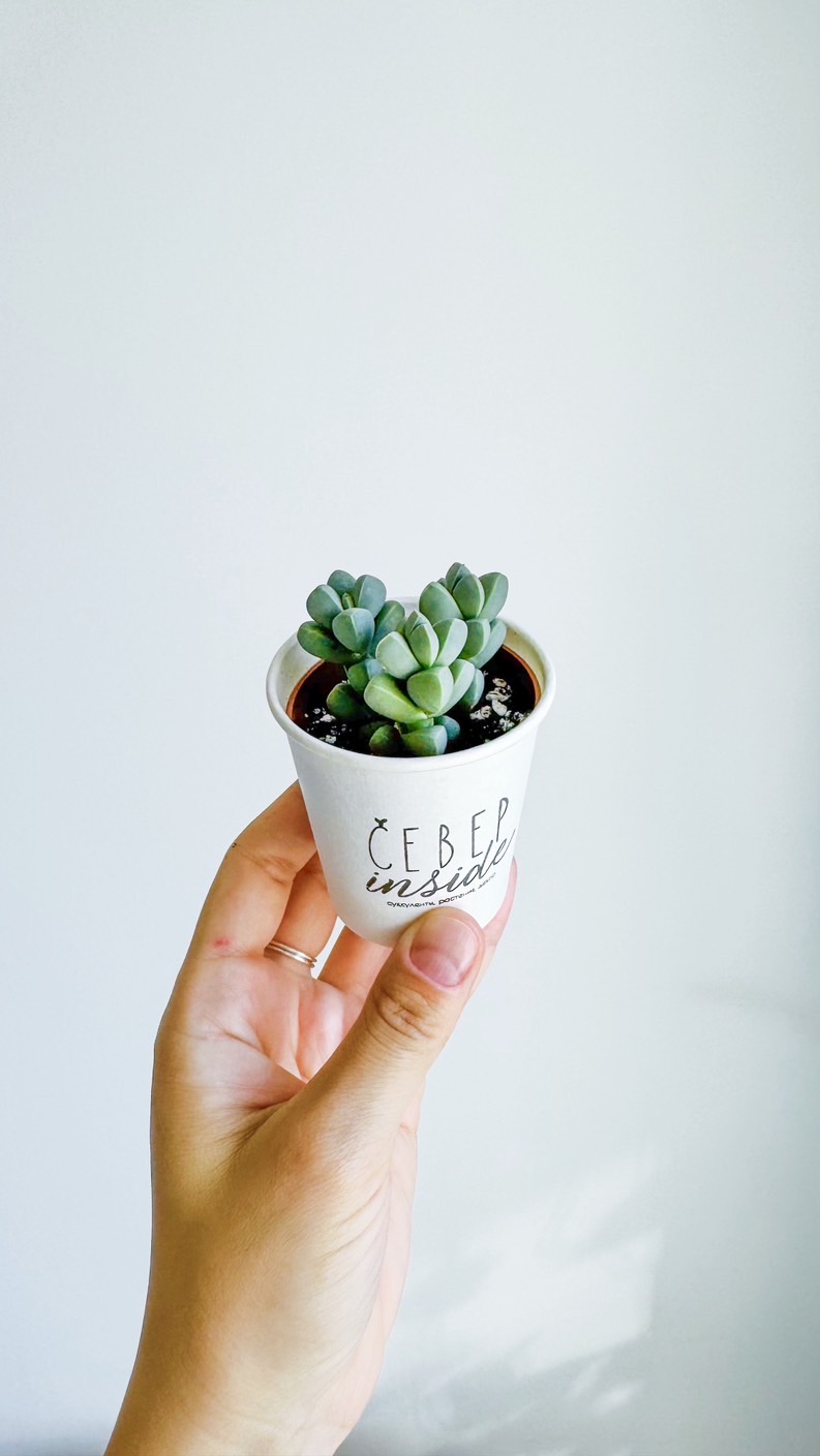 суккулент Делосперма Лемана, 5см