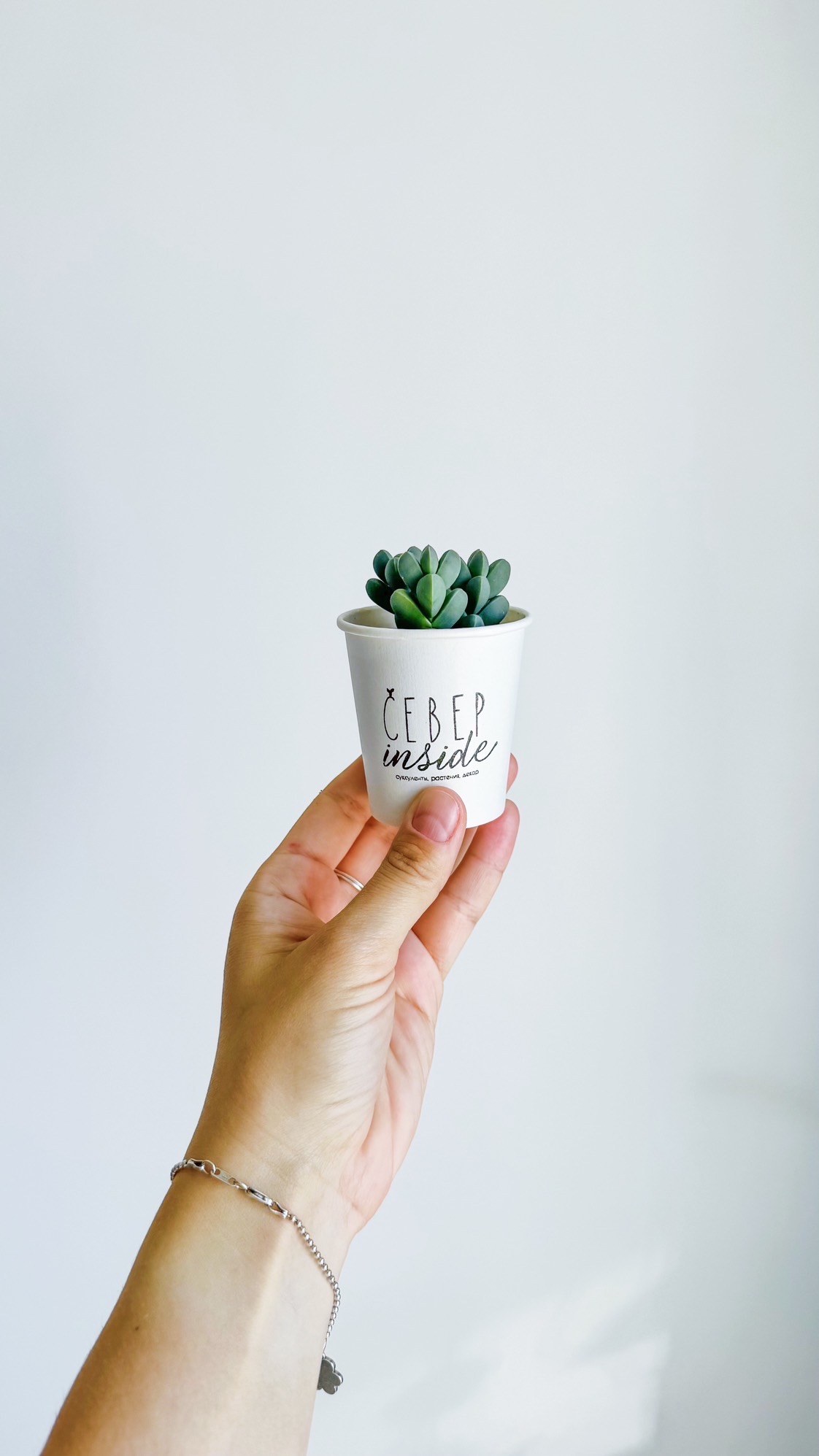 суккулент Делосперма Лемана, 5см