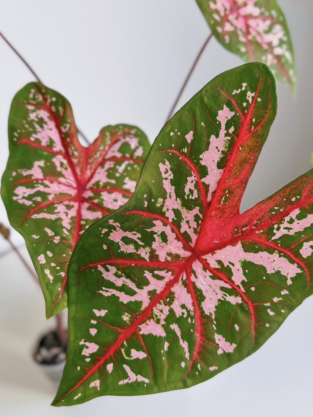 Каладиум Carolyn Whorton