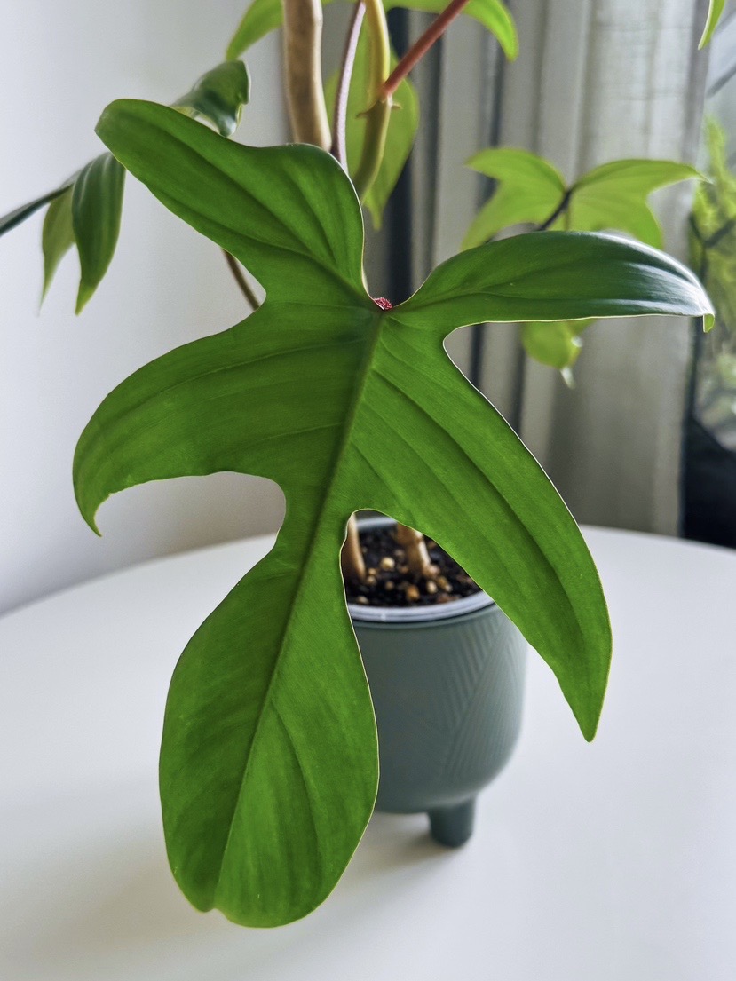 Филодендрон Флорида Грин