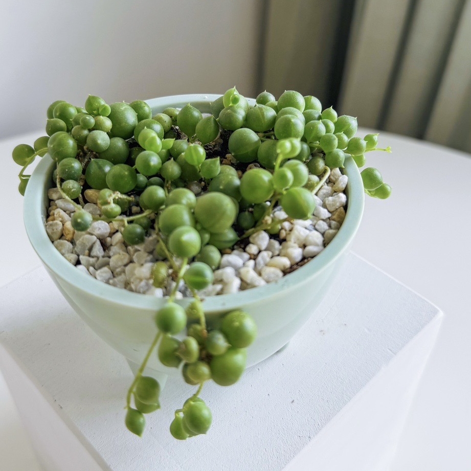 крестовник Роули (под заказ)