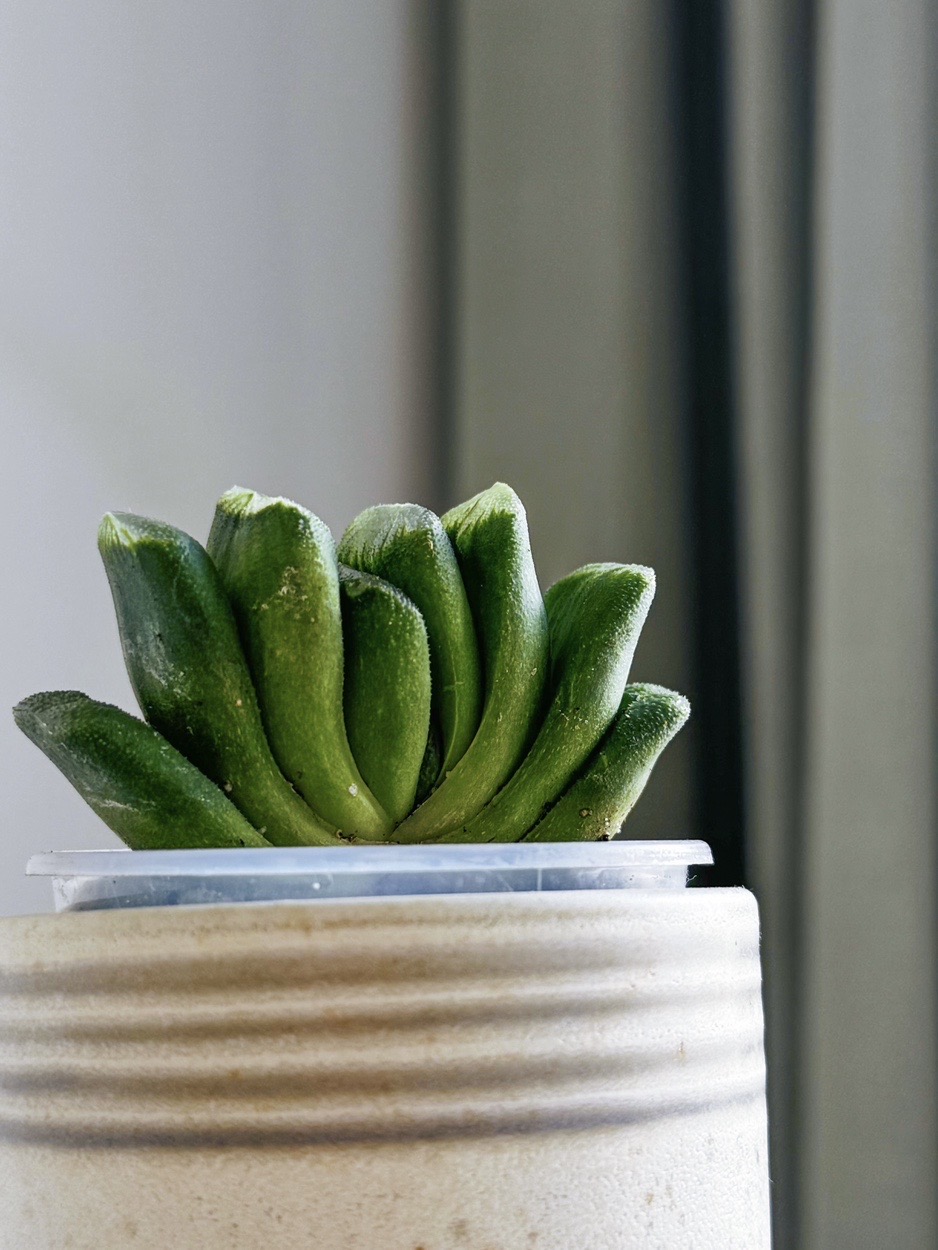 Хавортия Трунката (Усеченная)