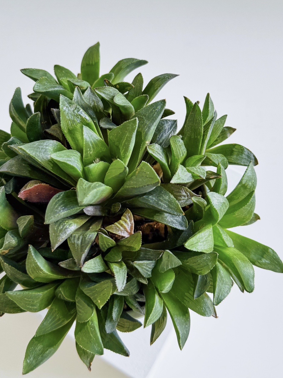 Хавортия Ладьевидная