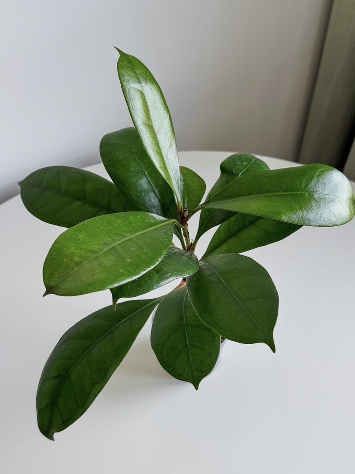 Фикус Циацистипула