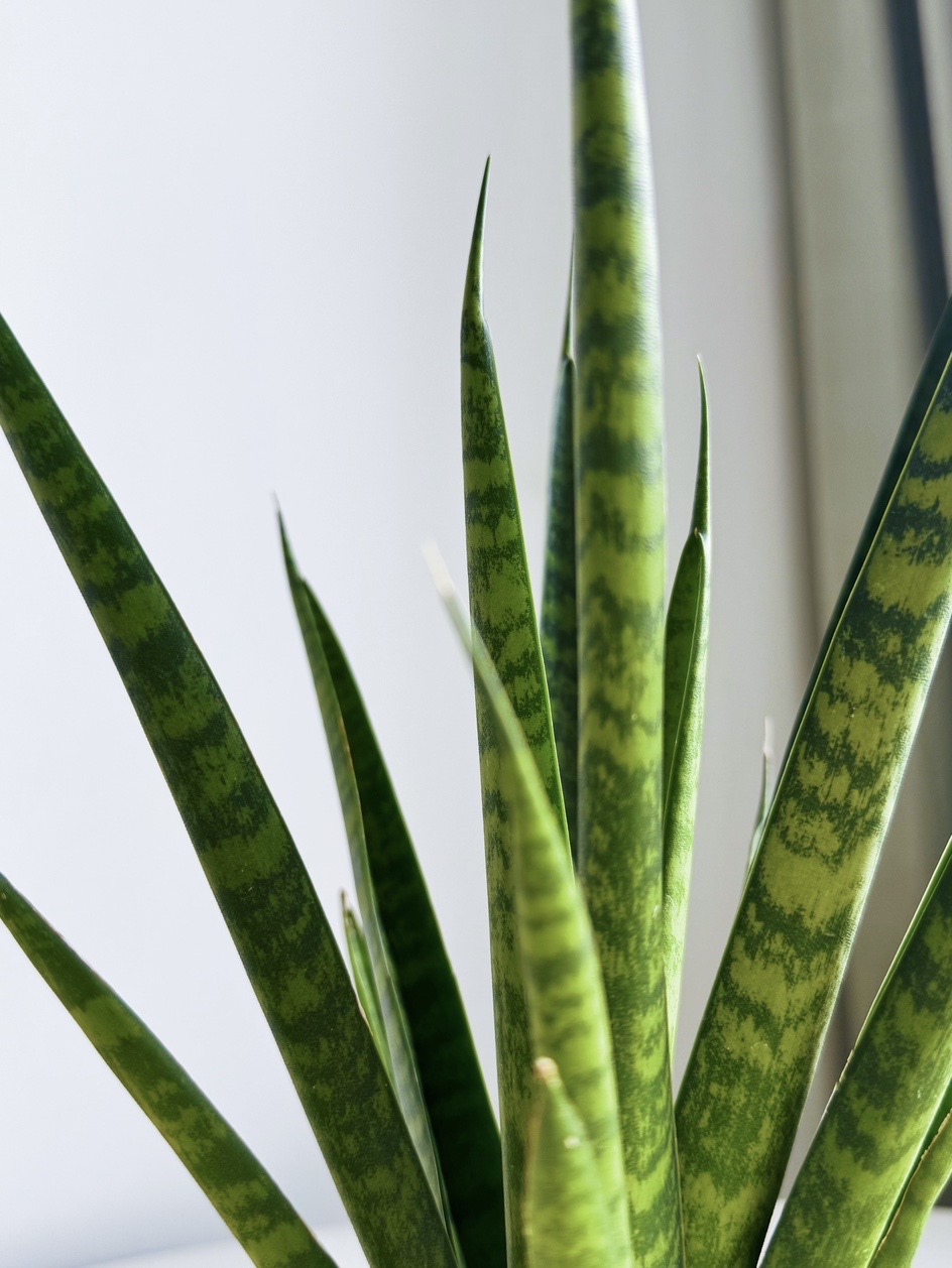 Сансевиерия Трифасциата (неприхотливая) (под заказ)