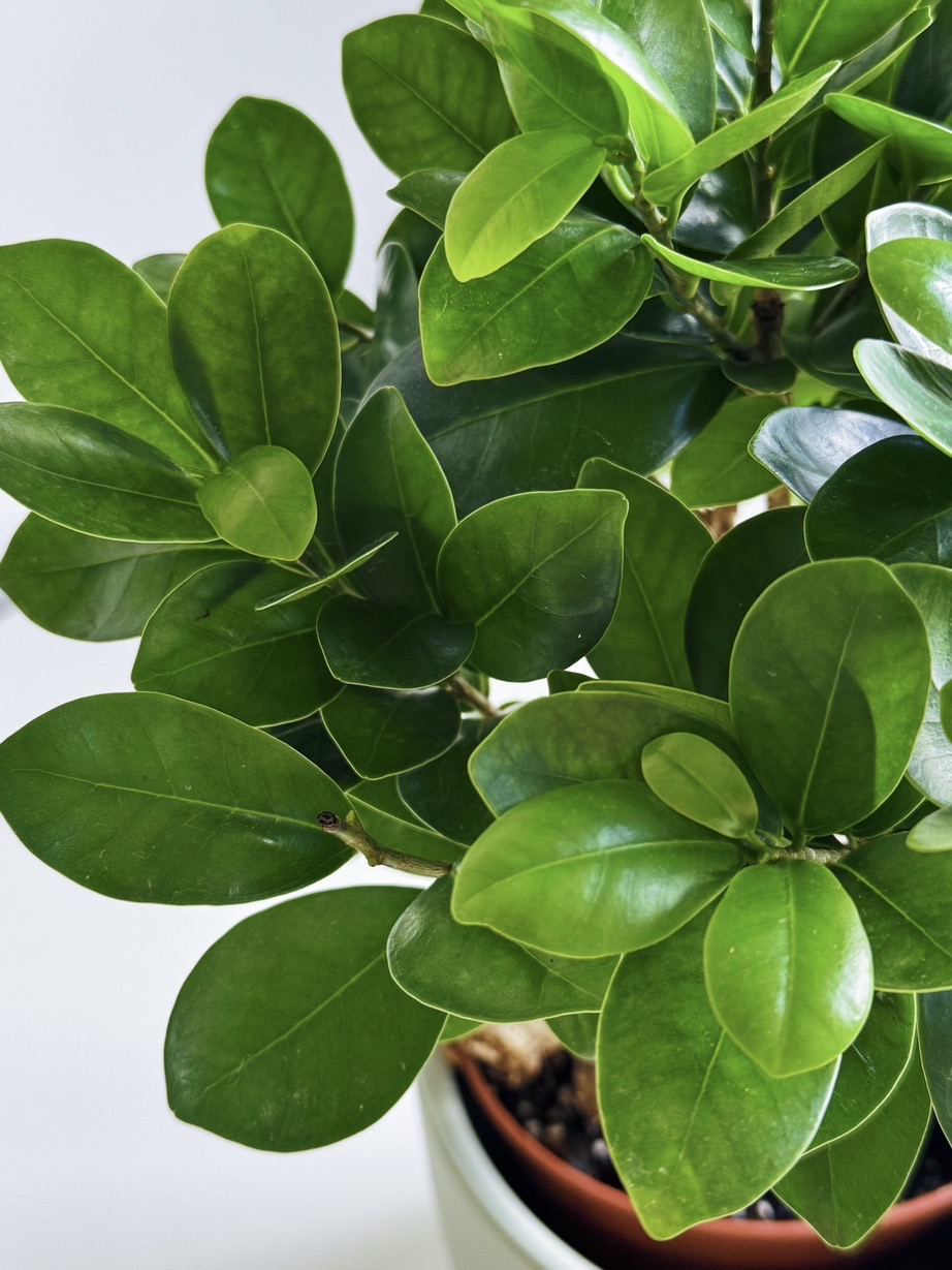 фикус Микрокарпа Гинсенг большой