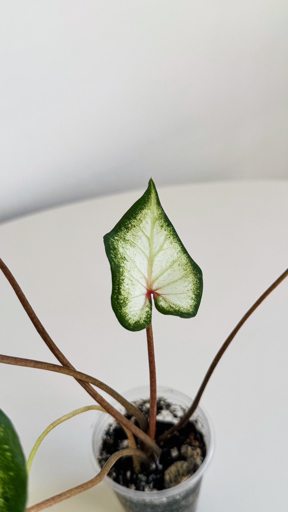 Каладиум White Wonder