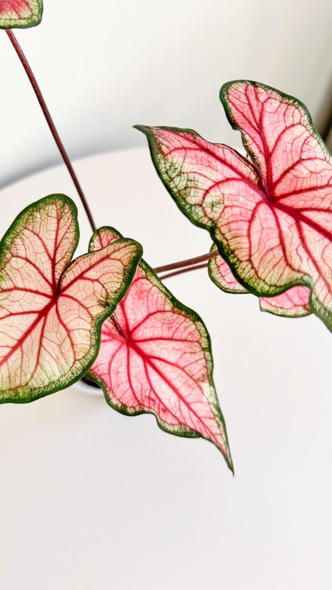 Каладиум Sweetheart