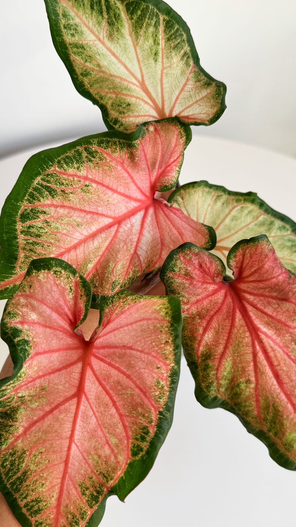 Каладиум Chinook