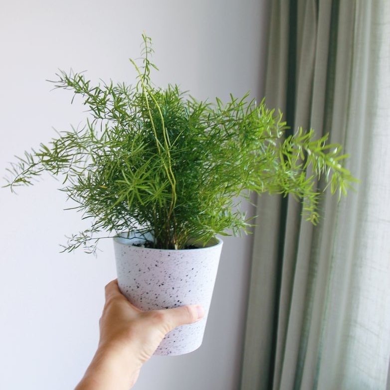 Аспарагус Шпренгера