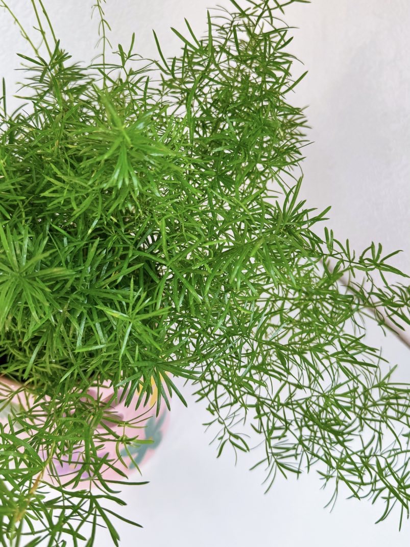 Аспарагус Шпренгера