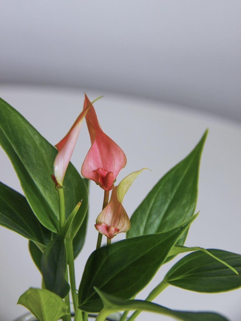 Антуриум Андреанум Лилли, милый малыш