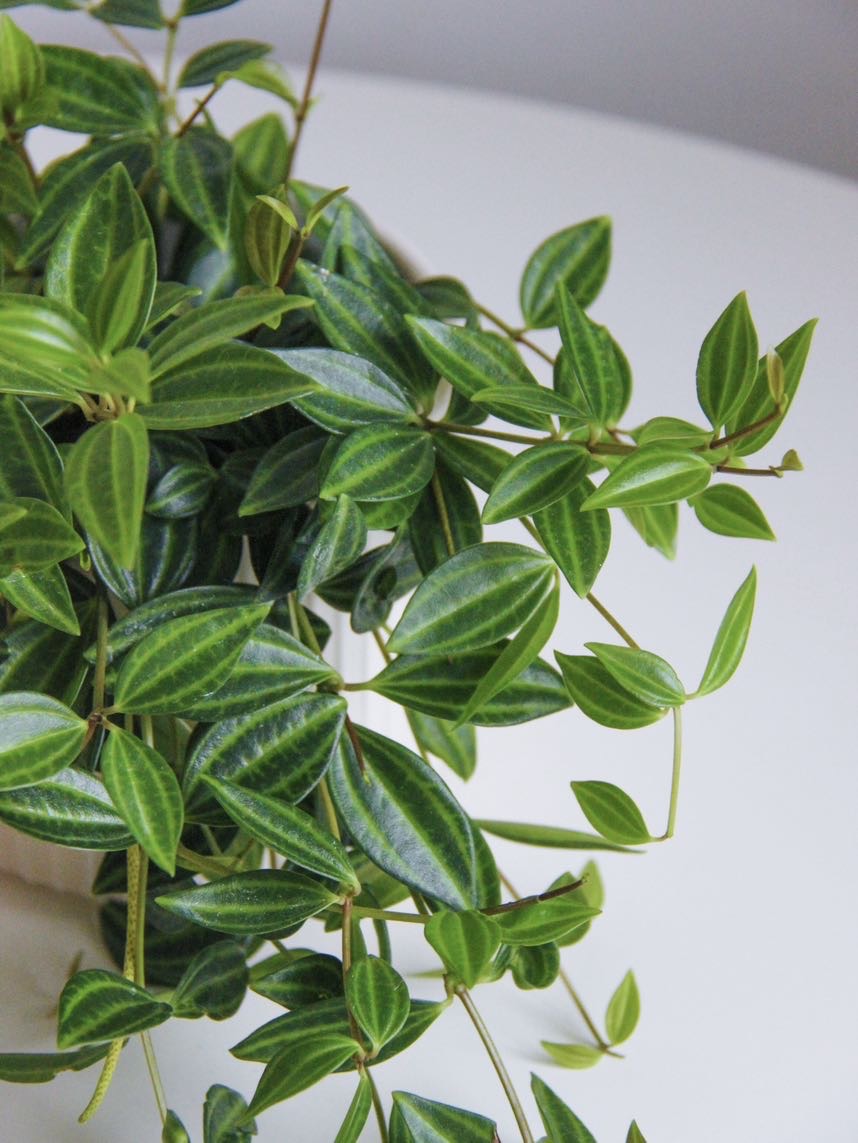 Пеперомия Ямчатая (Путеолата)