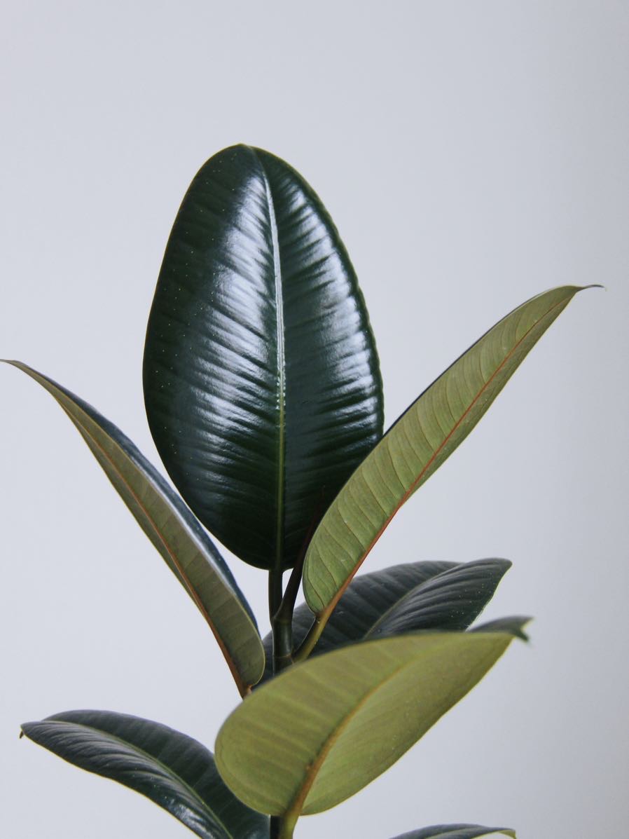 Фикус Эластика, высота 40см