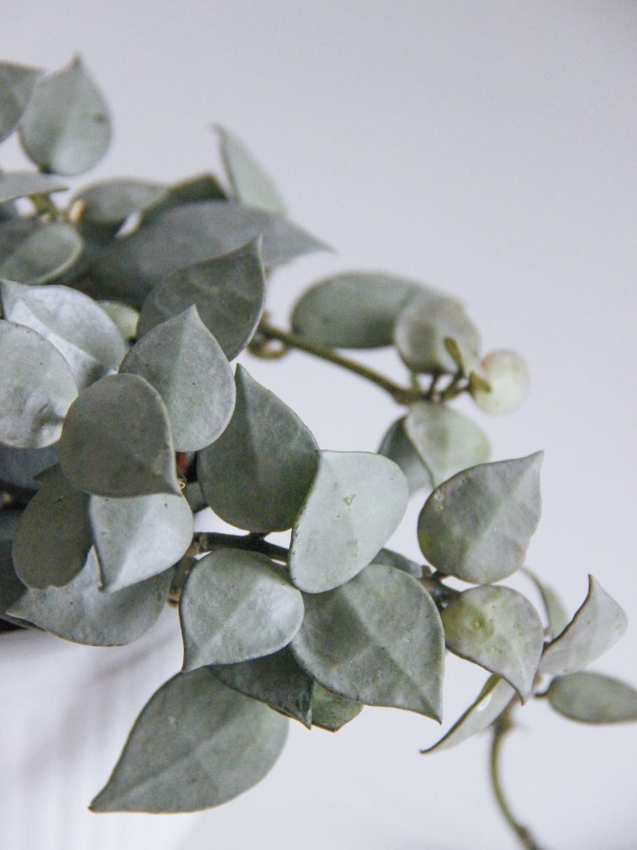 Хойя Эскимо