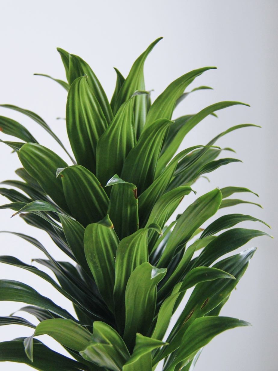 драцена Компакта, высота 50см