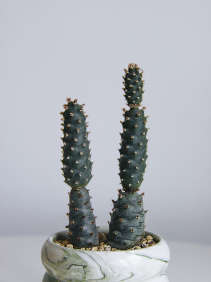 Опунция Диадемата Инермис (суккулент)