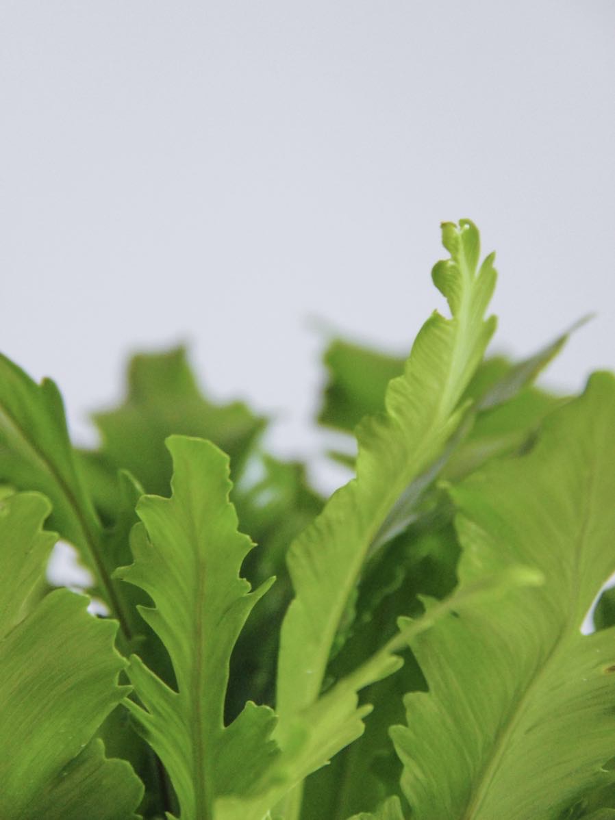 Асплениум Нидус Кампио (под заказ)