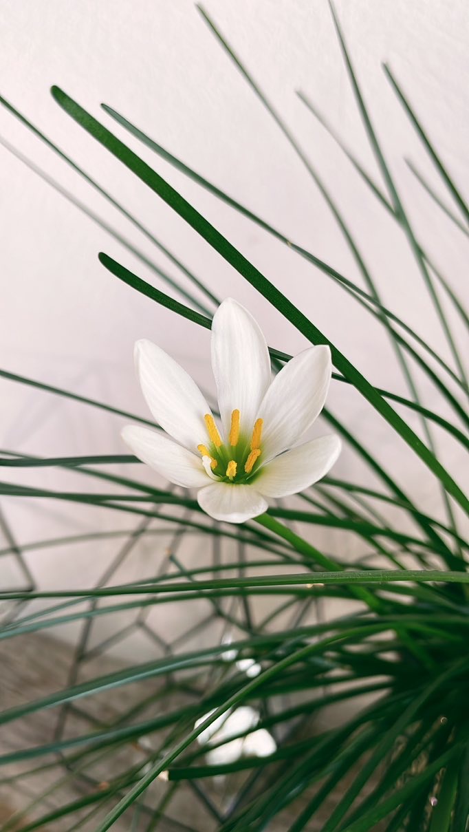 Зефирантес цветущий белый