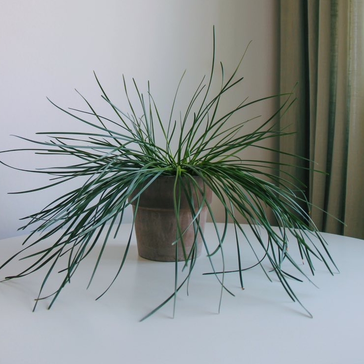 Зефирантес цветущий белый