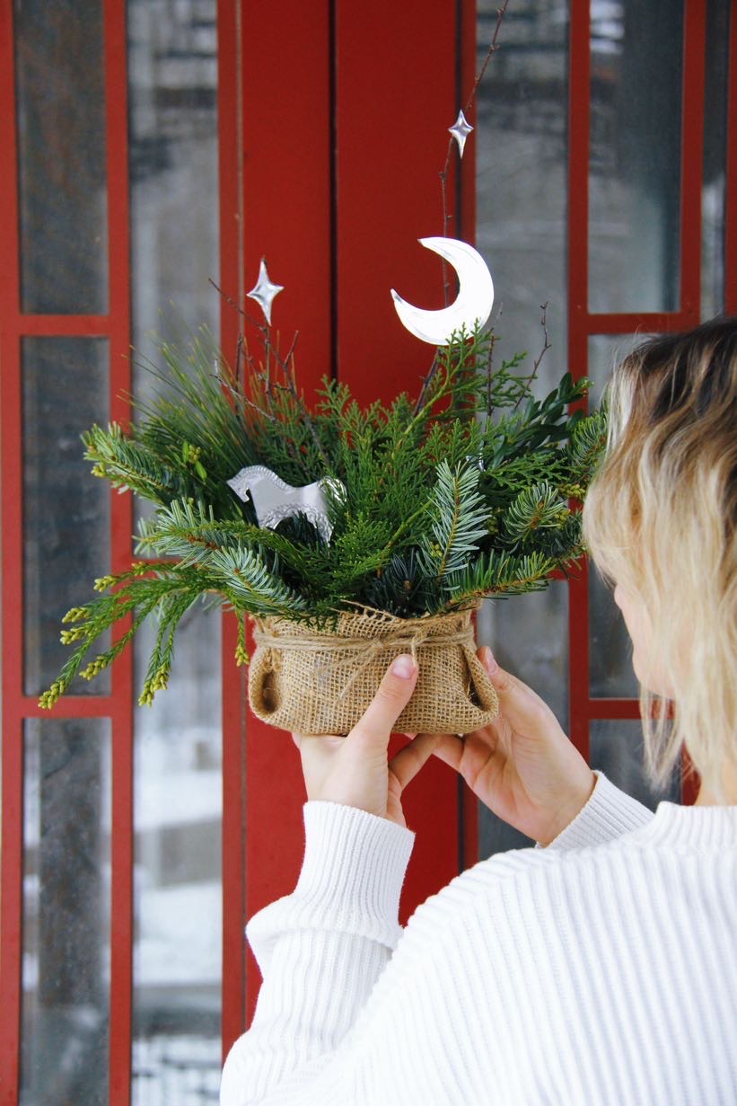 композиция из разных видов хвои с Символом года