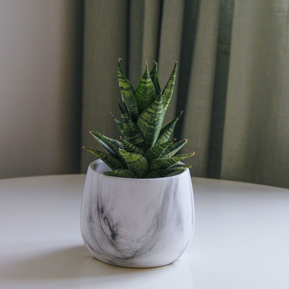 Сансевиерия Краун