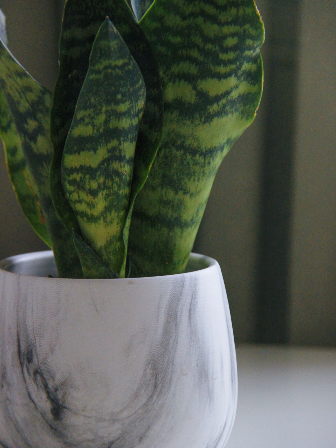 Сансевиерия Зелайника (мини)