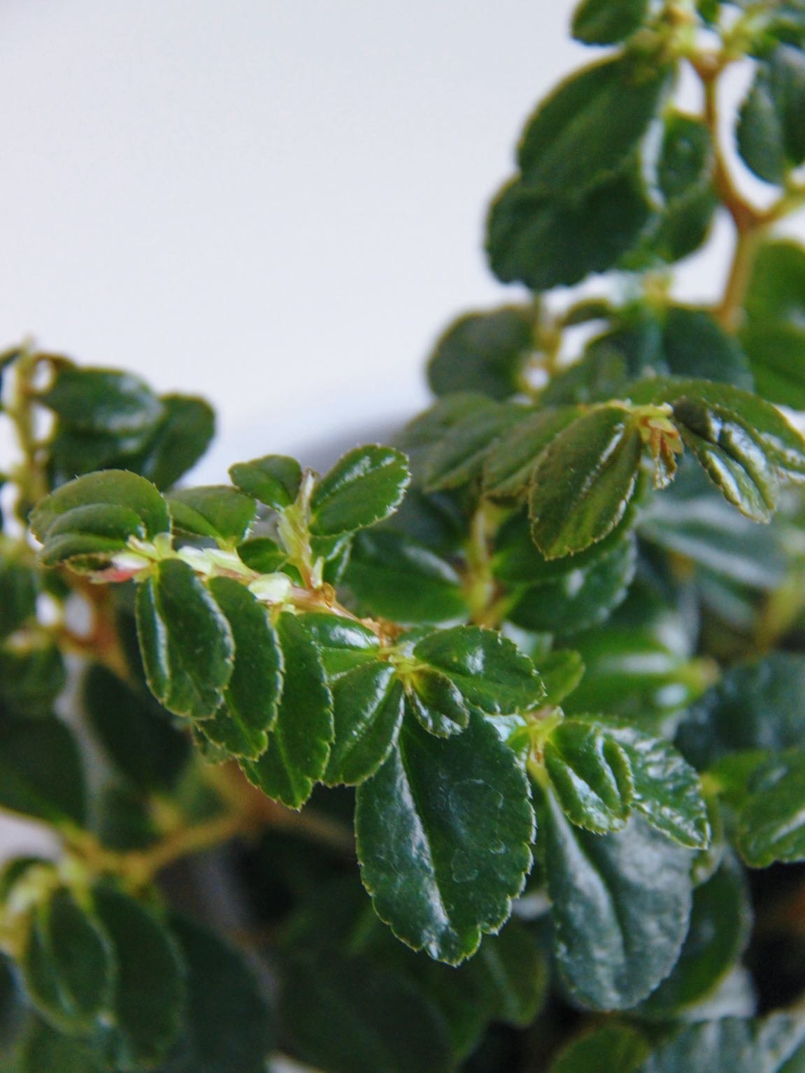 Бегония Кустовая