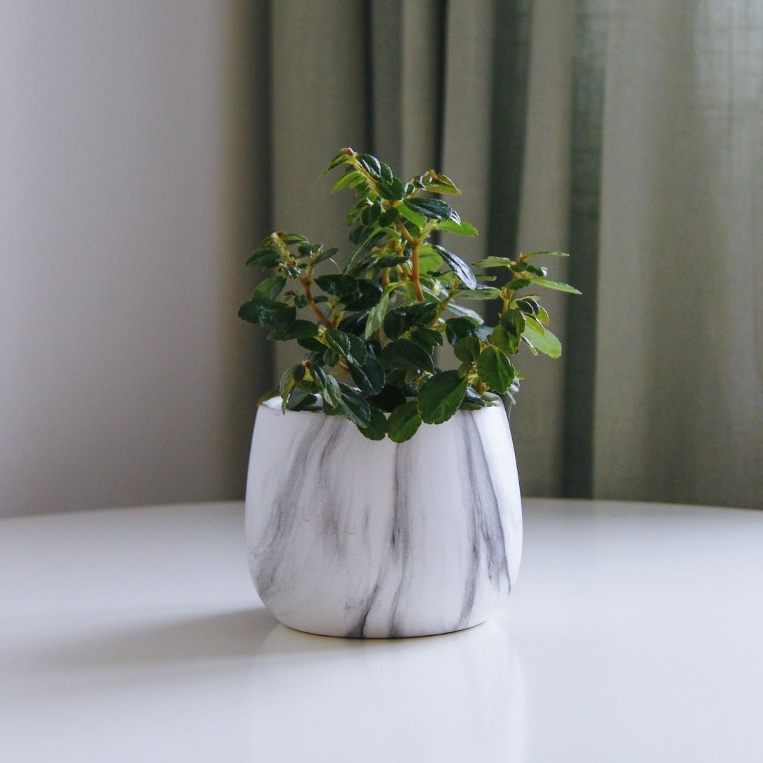 Бегония Кустовая