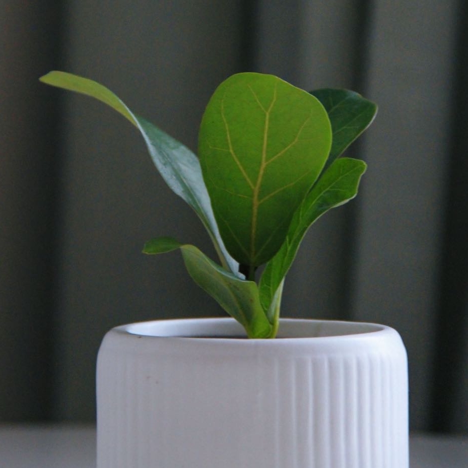 фикус Лирата Бамбино (малыш)