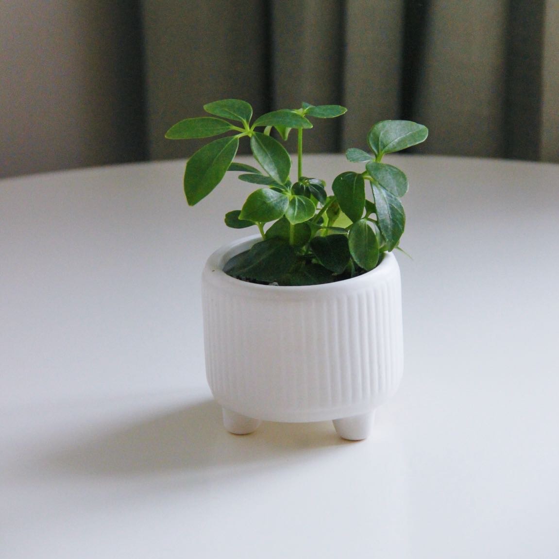 Шеффлера Компакта (малышка)