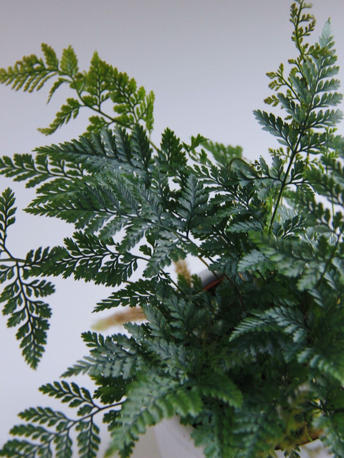 Папоротник Даваллия