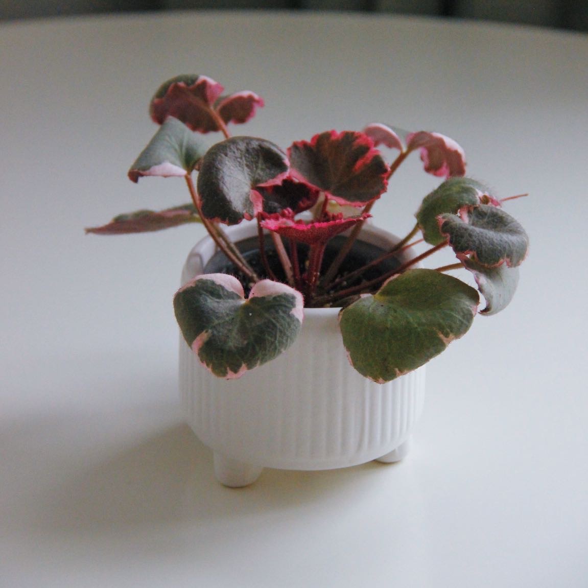 Камнеломка Триколор (Саксифрага)