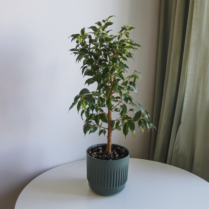 фикус Бенджамина Натали в горшке, высота 65см