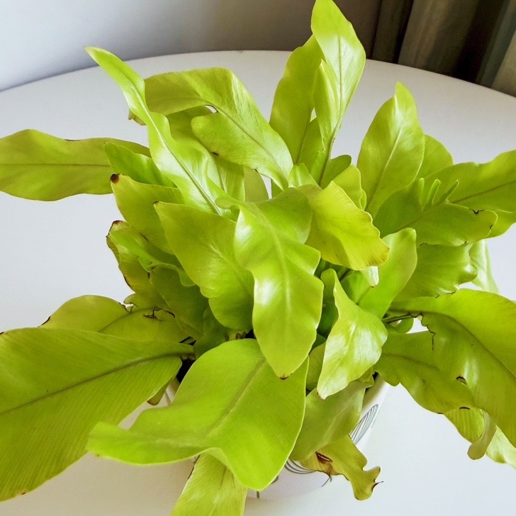 Асплениум Криспи Вэйв