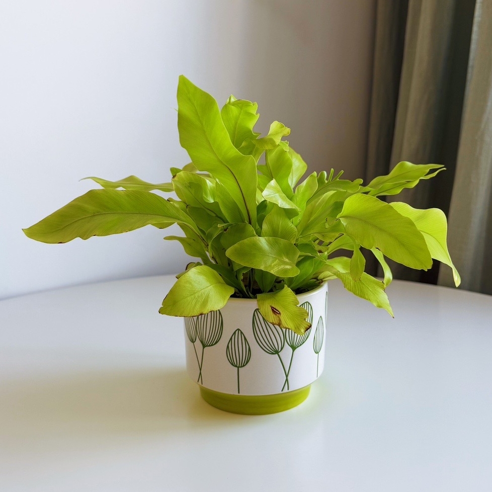 Асплениум Криспи Вэйв