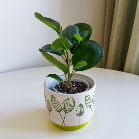 Фикус Мокламе малыш