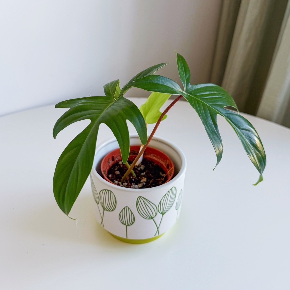 Филодендрон Флорида Грин мини