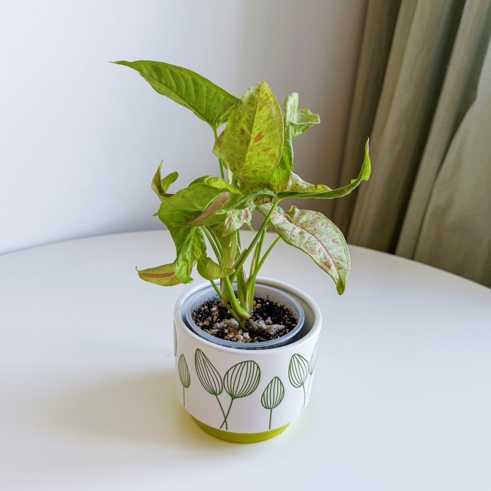 Сингониум Пинксплэш (розовые брызги)