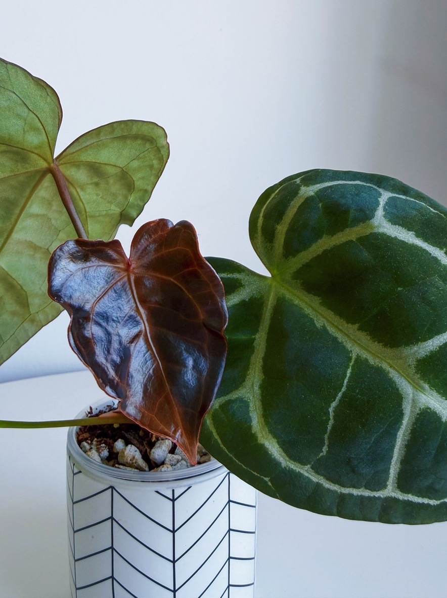 Антуриум Хрустальный крупный