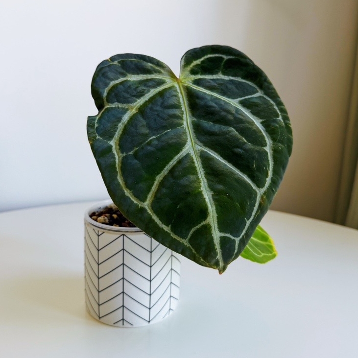 Антуриум Хрустальный крупный