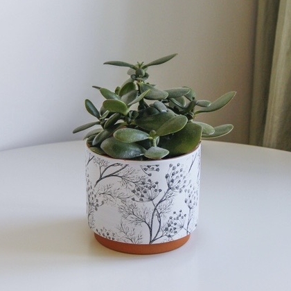 комнатное растение Крассула (Толстянка, денежное дерево)