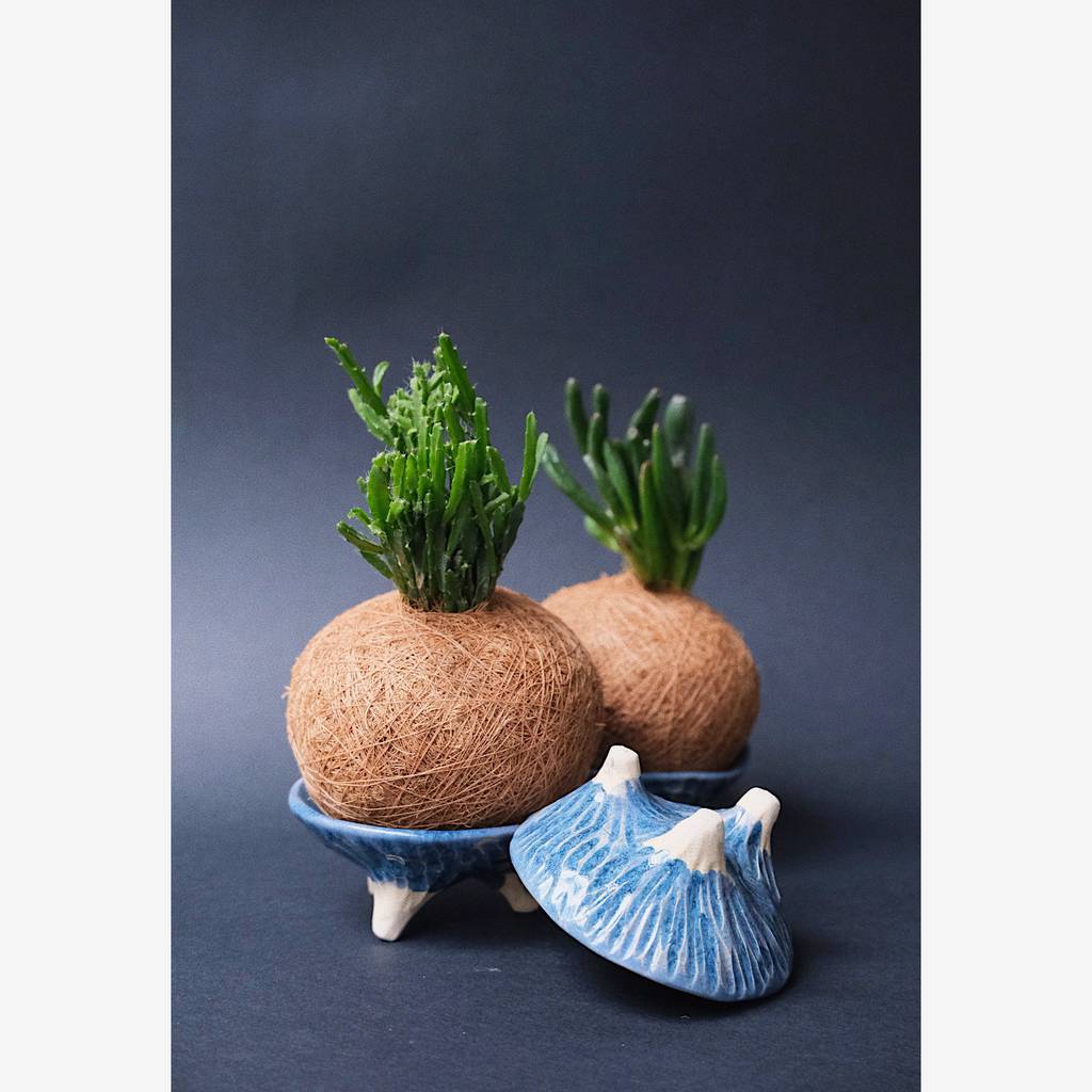 Суккуленты подарочный набор + плошки