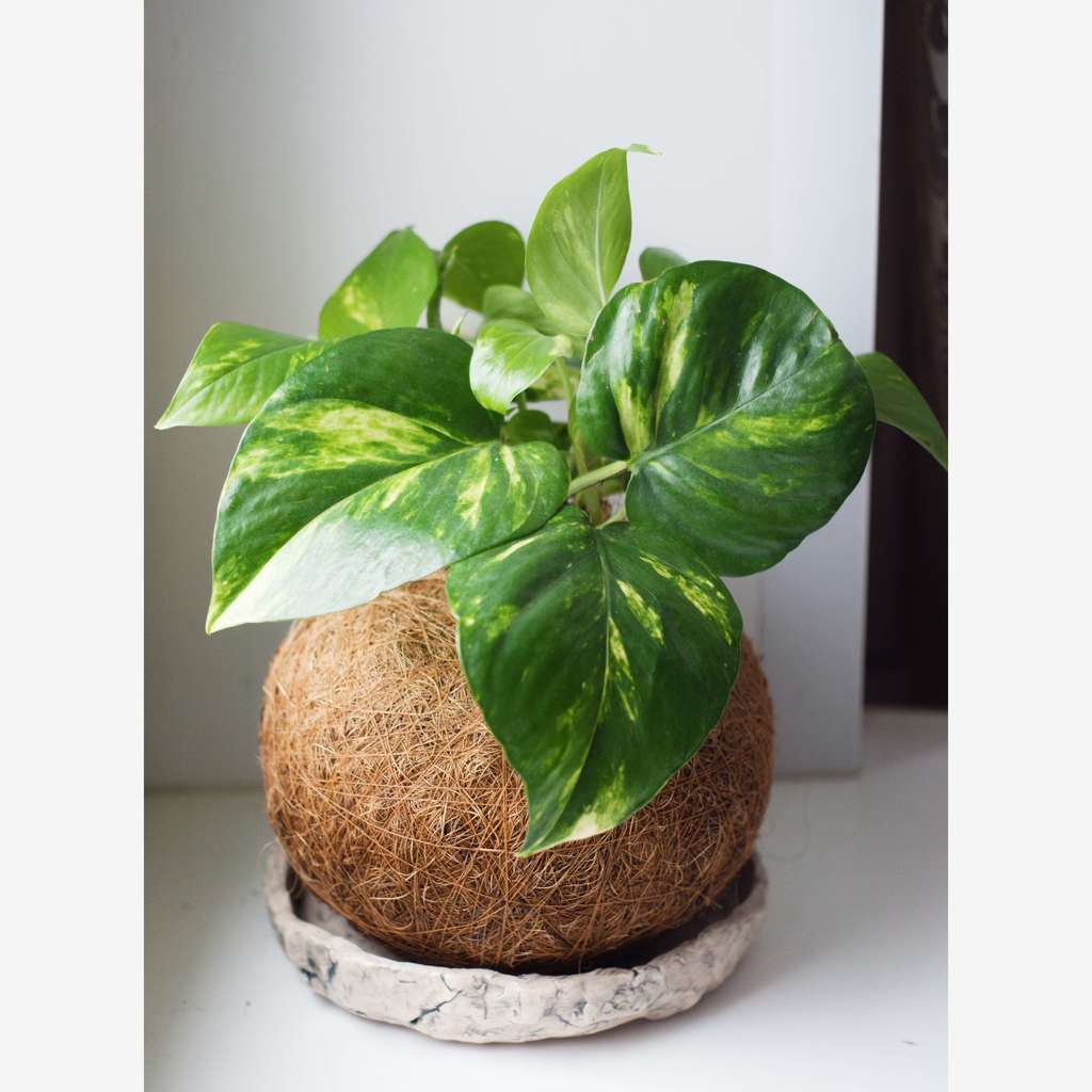 Кокедама эпипремнум Ауреум