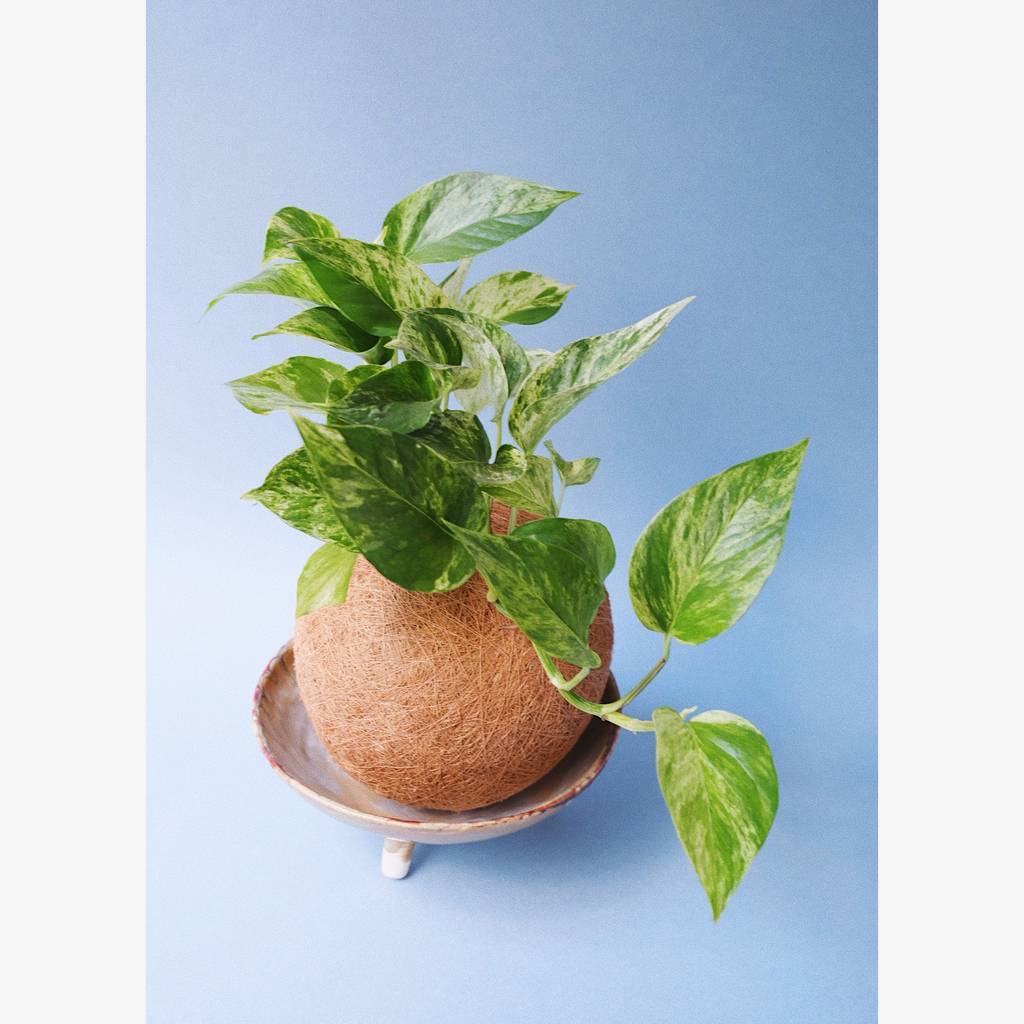 Кокедама эпипремнум Marble Queen