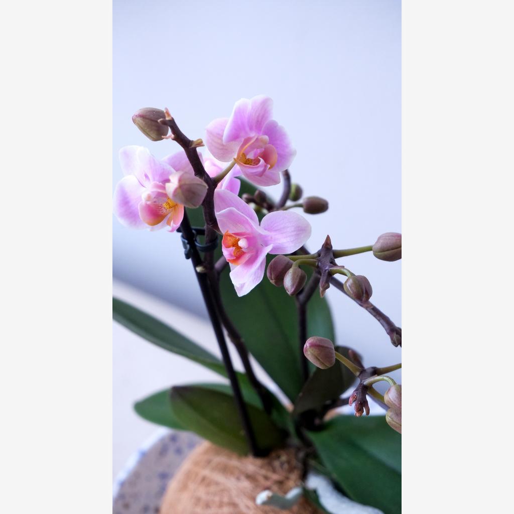 Кокедама Орхидея "PINK"